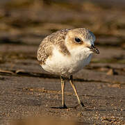 Kentish Plover