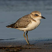 Kentish Plover