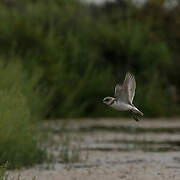 Kentish Plover