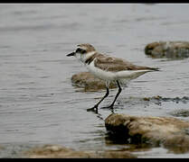 Kentish Plover