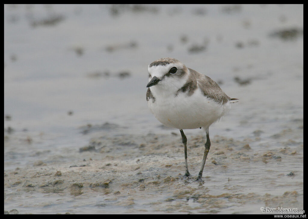 Kentish Ploveradult, identification