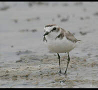 Kentish Plover