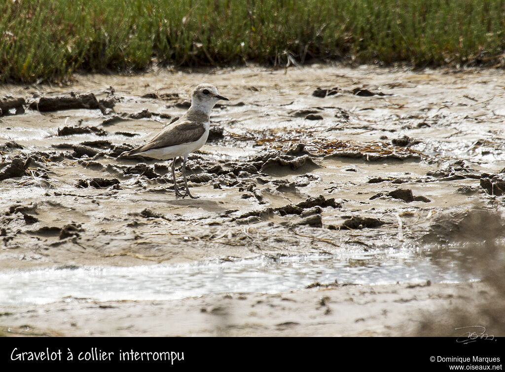 Kentish Plover female adult, identification