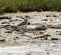 Kentish Plover