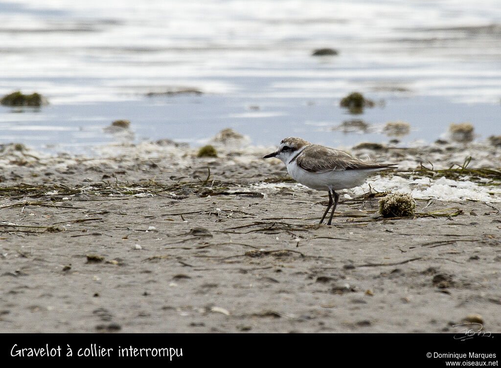 Gravelot à collier interrompu mâle adulte, identification