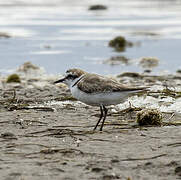 Kentish Plover