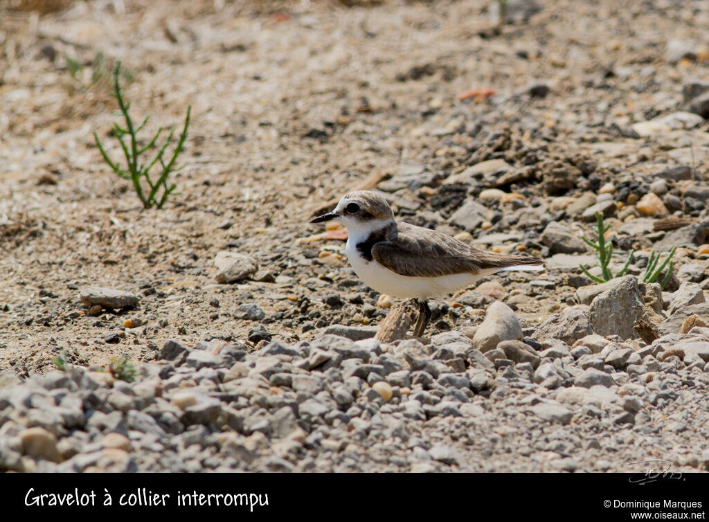 Gravelot à collier interrompuadulte, identification