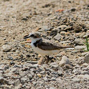 Kentish Plover