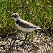 Kentish Plover