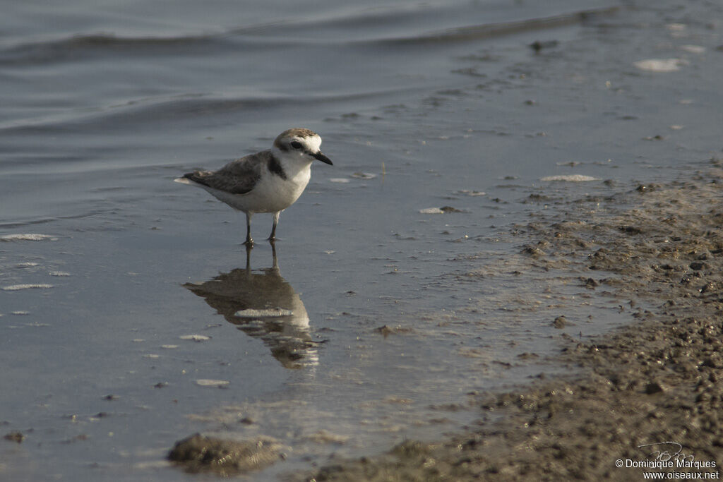 Kentish Ploveradult, identification