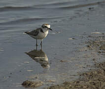 Kentish Plover