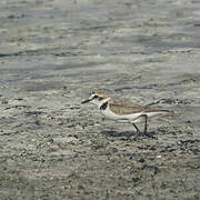 Kentish Plover