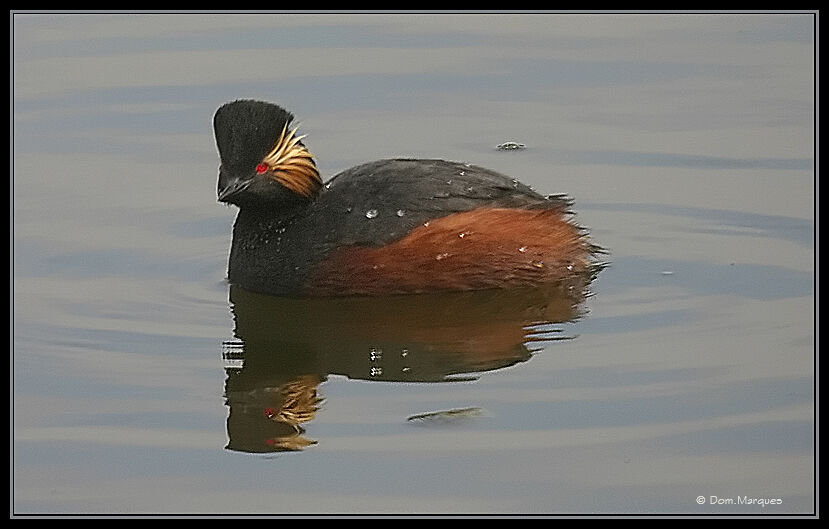 Black-necked Grebe male adult breeding, identification