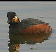 Black-necked Grebe