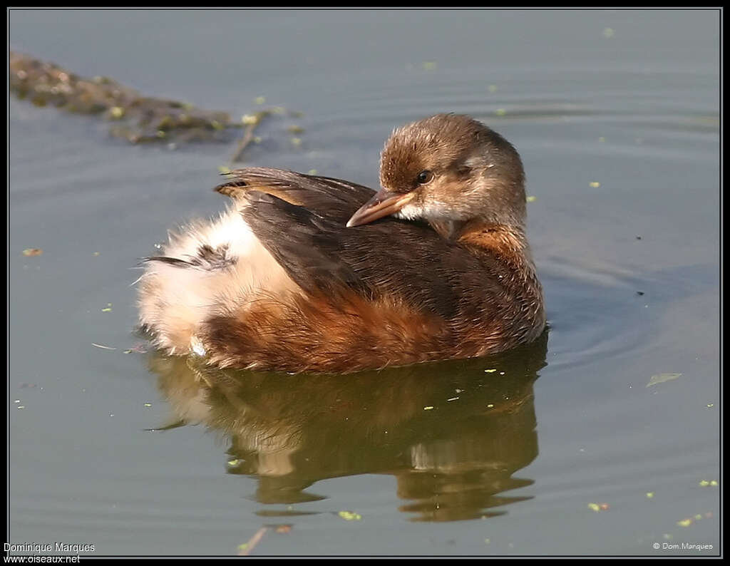 Little Grebejuvenile, identification