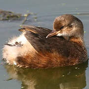 Little Grebe