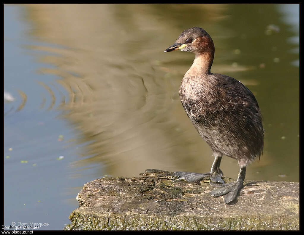 Little Grebeadult post breeding, identification