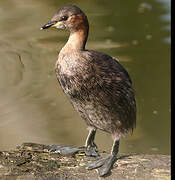 Little Grebe