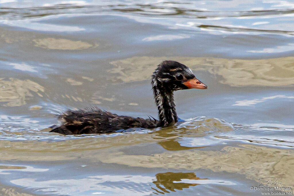 Little GrebePoussin, identification