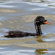 Little Grebe