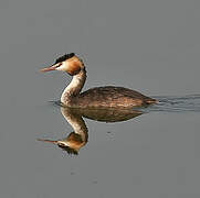 Great Crested Grebe