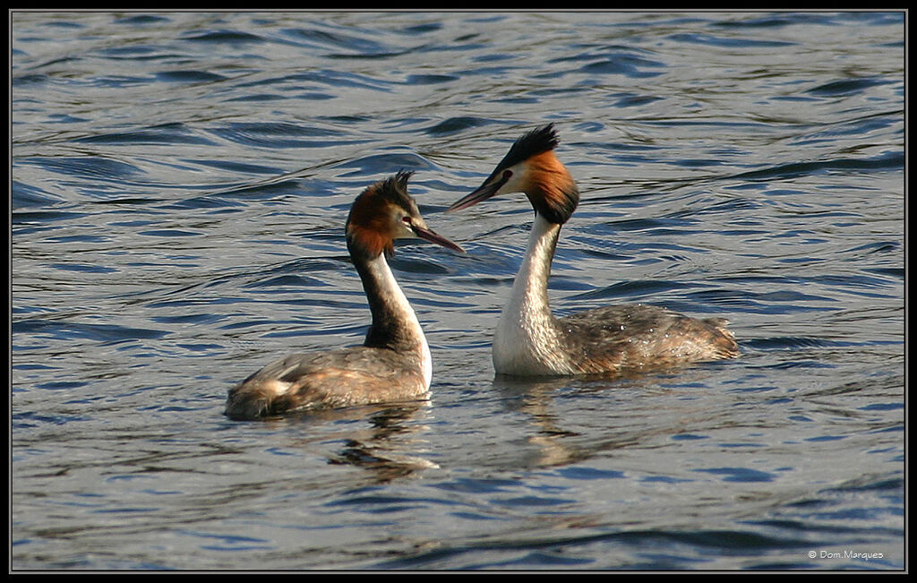 Great Crested Grebeadult breeding, courting display