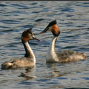 Great Crested Grebe