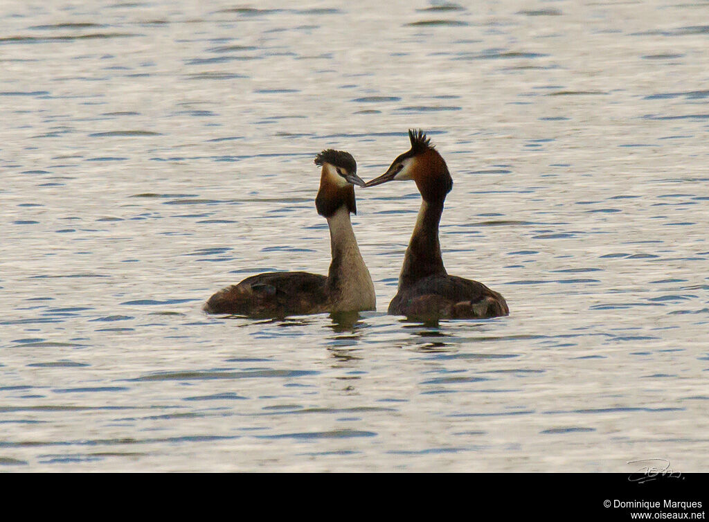 Great Crested Grebe adult breeding, identification, Behaviour