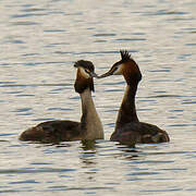 Great Crested Grebe