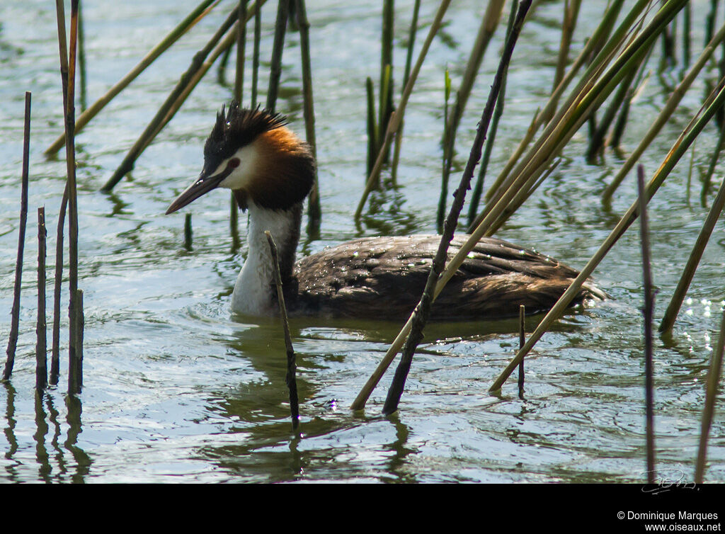 Great Crested Grebeadult breeding, identification