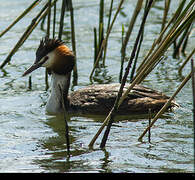 Great Crested Grebe