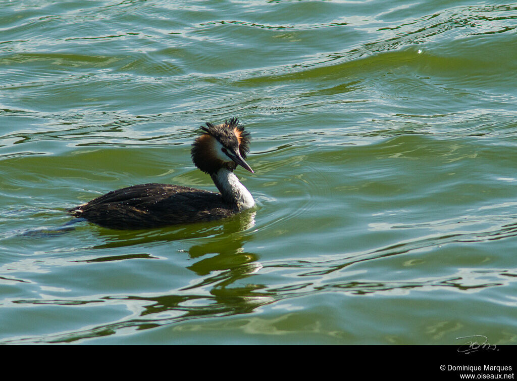 Great Crested Grebeadult breeding, identification