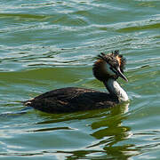 Great Crested Grebe