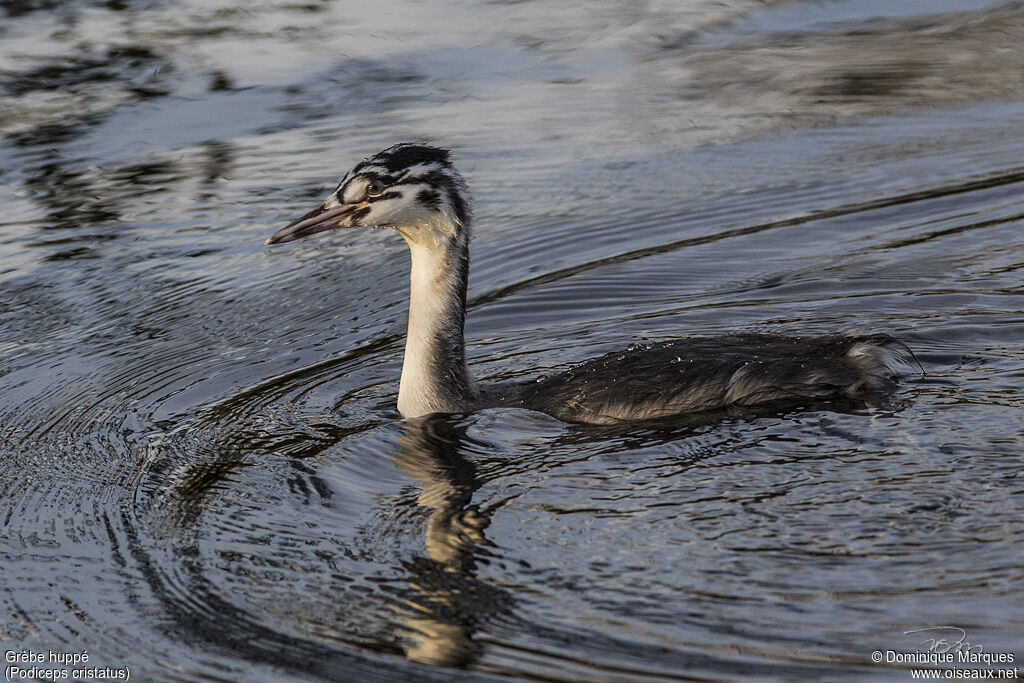 Great Crested Grebesubadult, identification