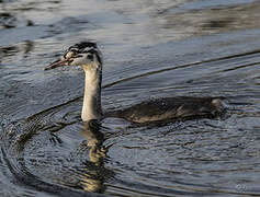 Great Crested Grebe