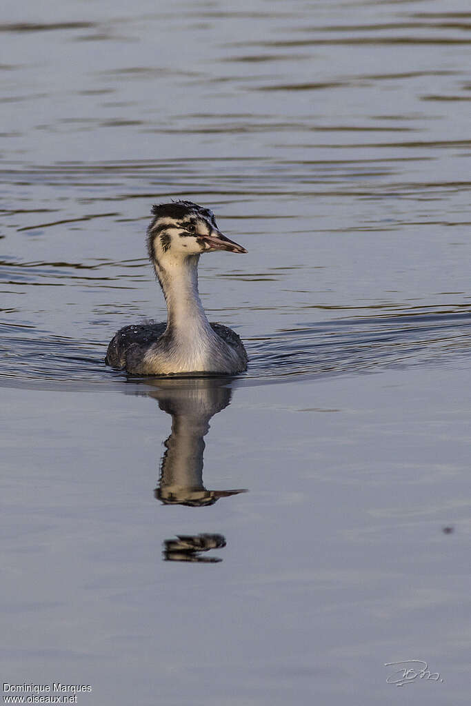 Great Crested Grebejuvenile, identification