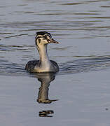 Great Crested Grebe