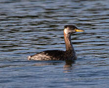 Red-necked Grebe