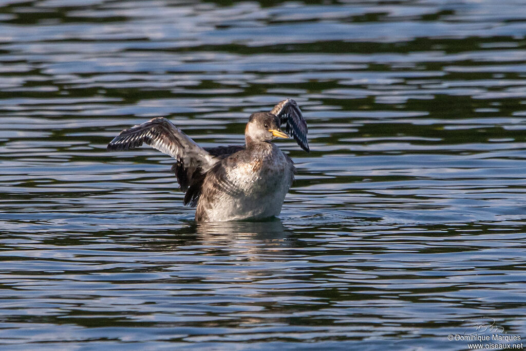 Red-necked Grebeadult transition, identification