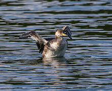 Red-necked Grebe