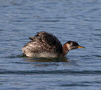 Red-necked Grebe