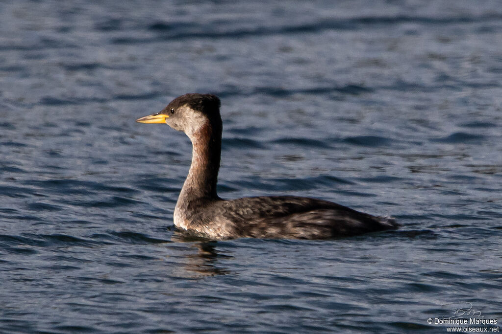 Red-necked Grebeadult transition, identification