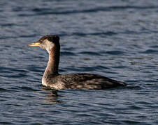 Red-necked Grebe