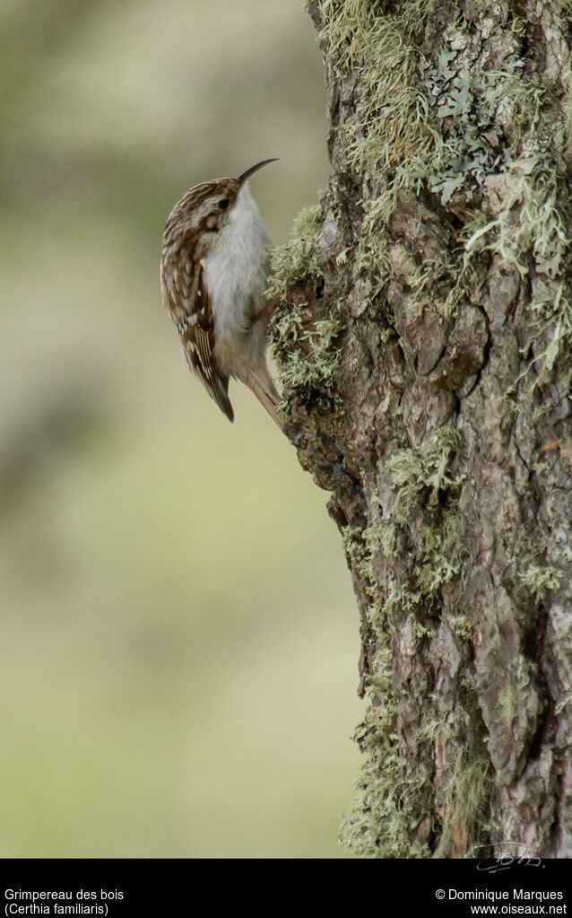 Grimpereau des boisadulte, identification