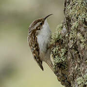 Eurasian Treecreeper