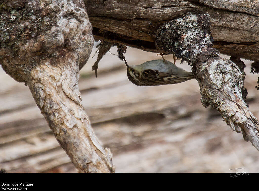 Grimpereau des boisadulte, habitat, camouflage, Comportement