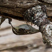 Eurasian Treecreeper