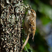 Short-toed Treecreeper