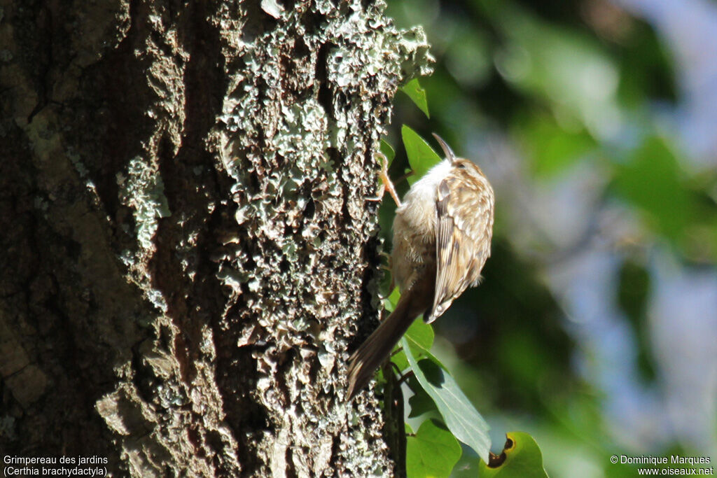 Short-toed Treecreeper