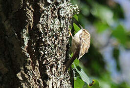 Short-toed Treecreeper